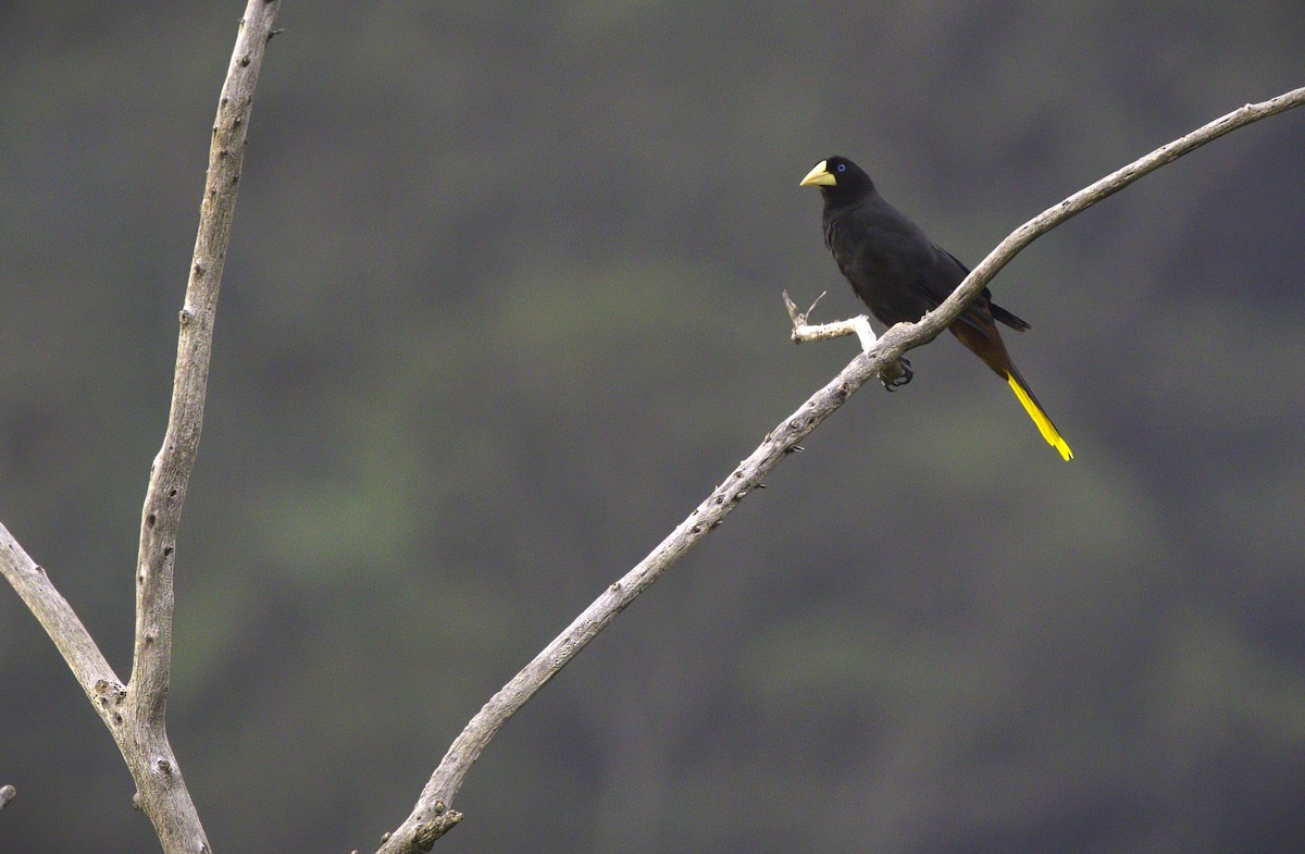 soldatoropendola - ML643405690