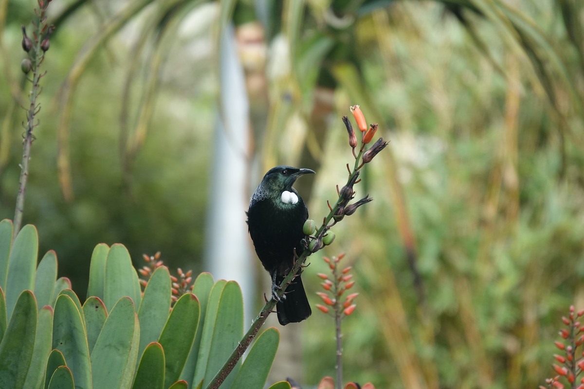 Tui - ML643405720