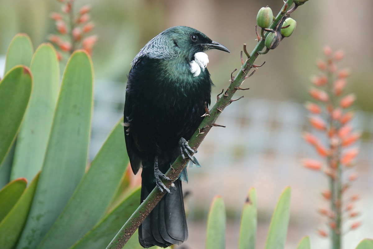 Tui - ML643405721