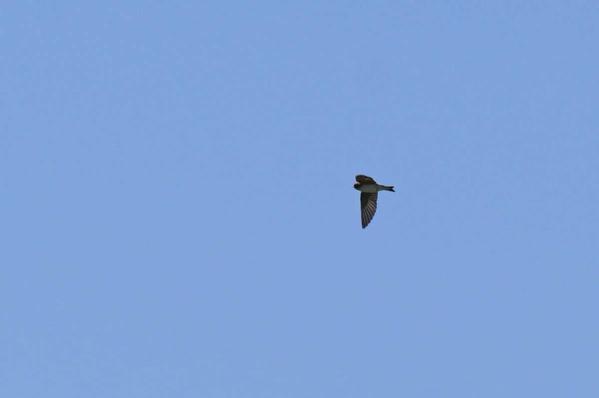 Fairy Martin - ML643405735