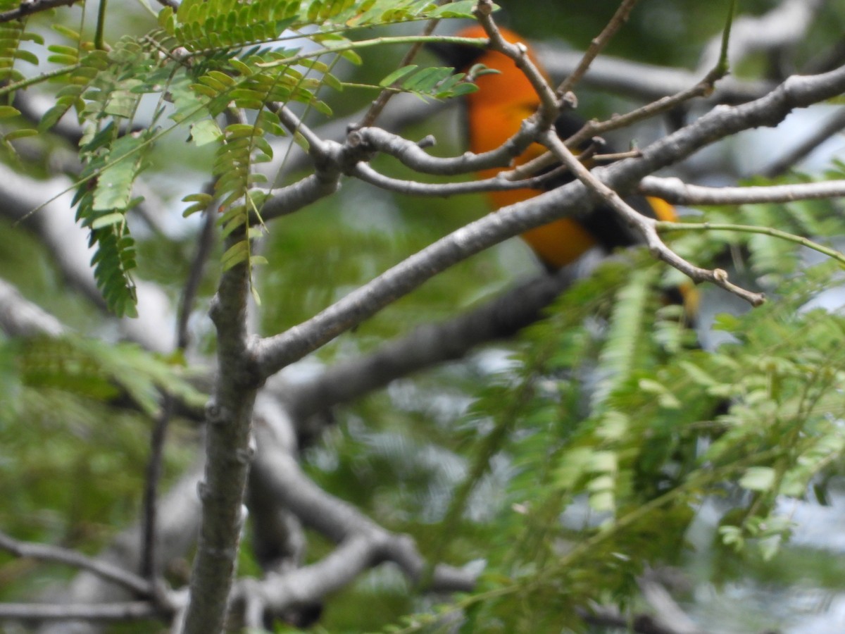 Altamira Oriole - ML643405736