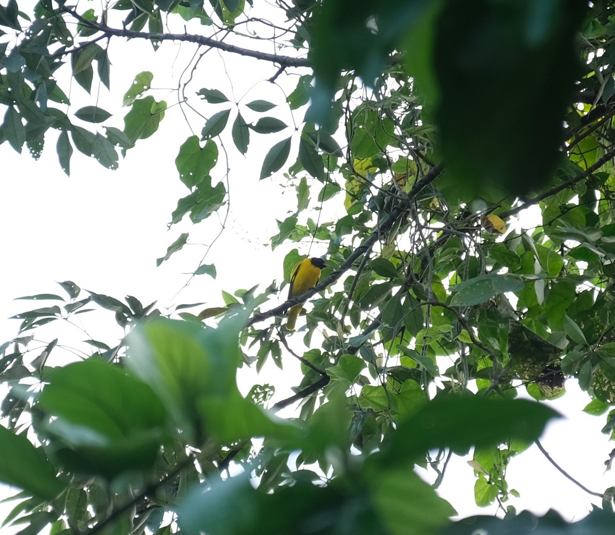 Black-hooded Oriole - ML643405761