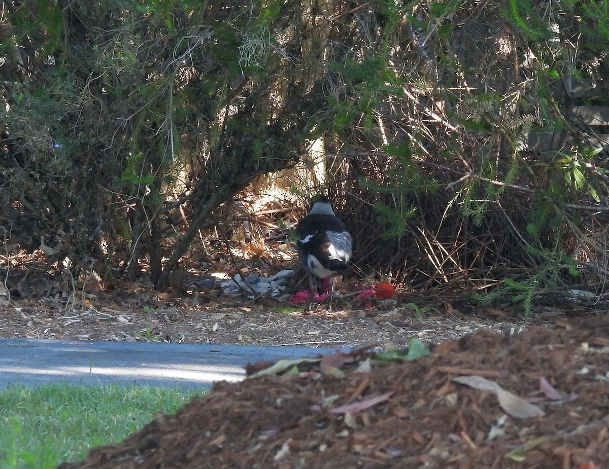 Australian Magpie (Black-backed) - ML643405762