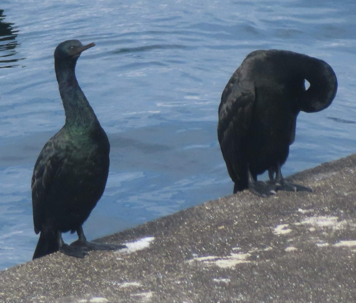 Pelagic Cormorant - ML643405782