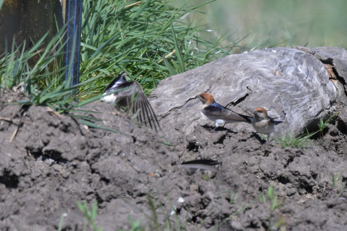 Fairy Martin - ML643405786
