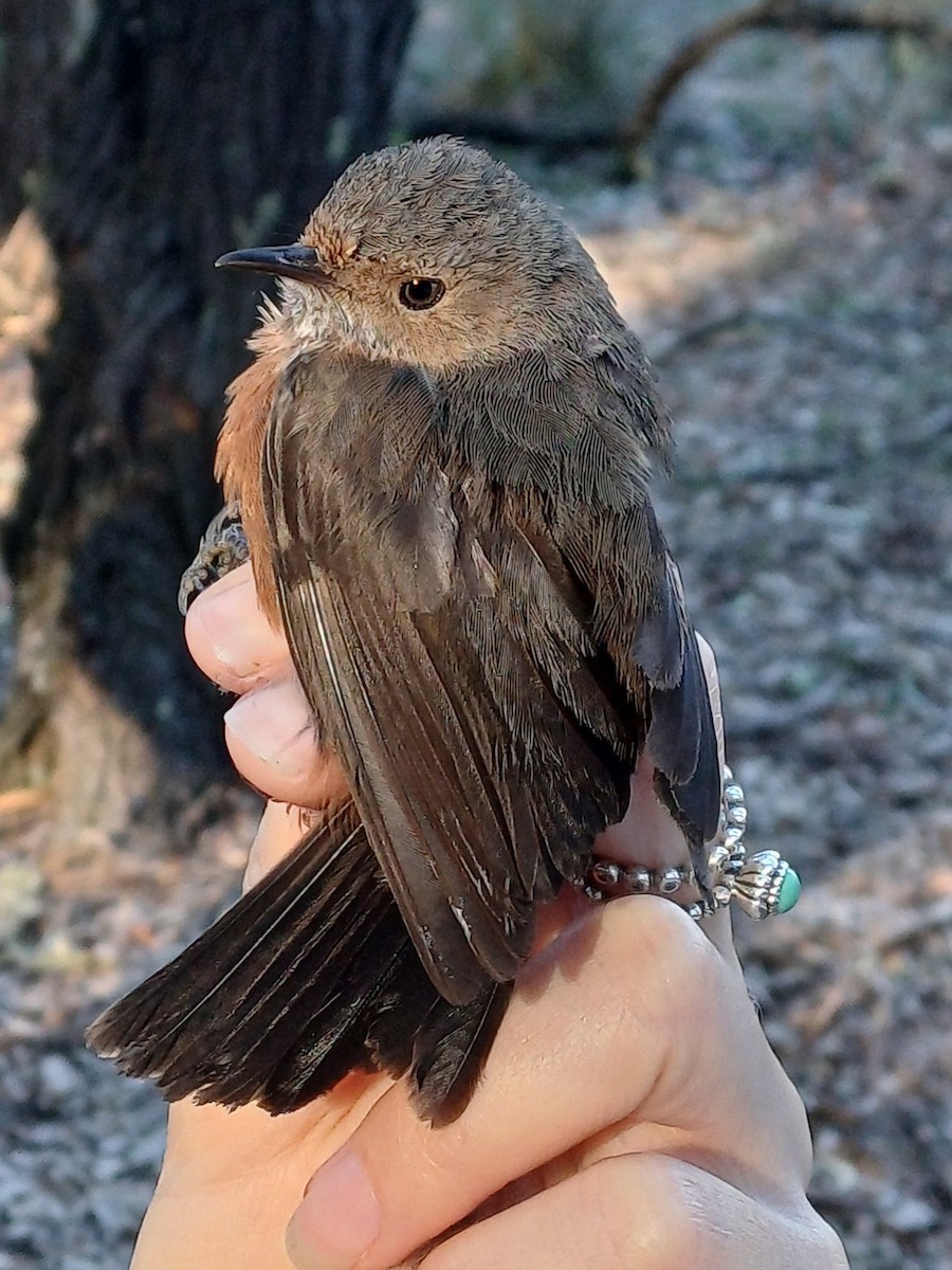 Rockwarbler - ML643405790