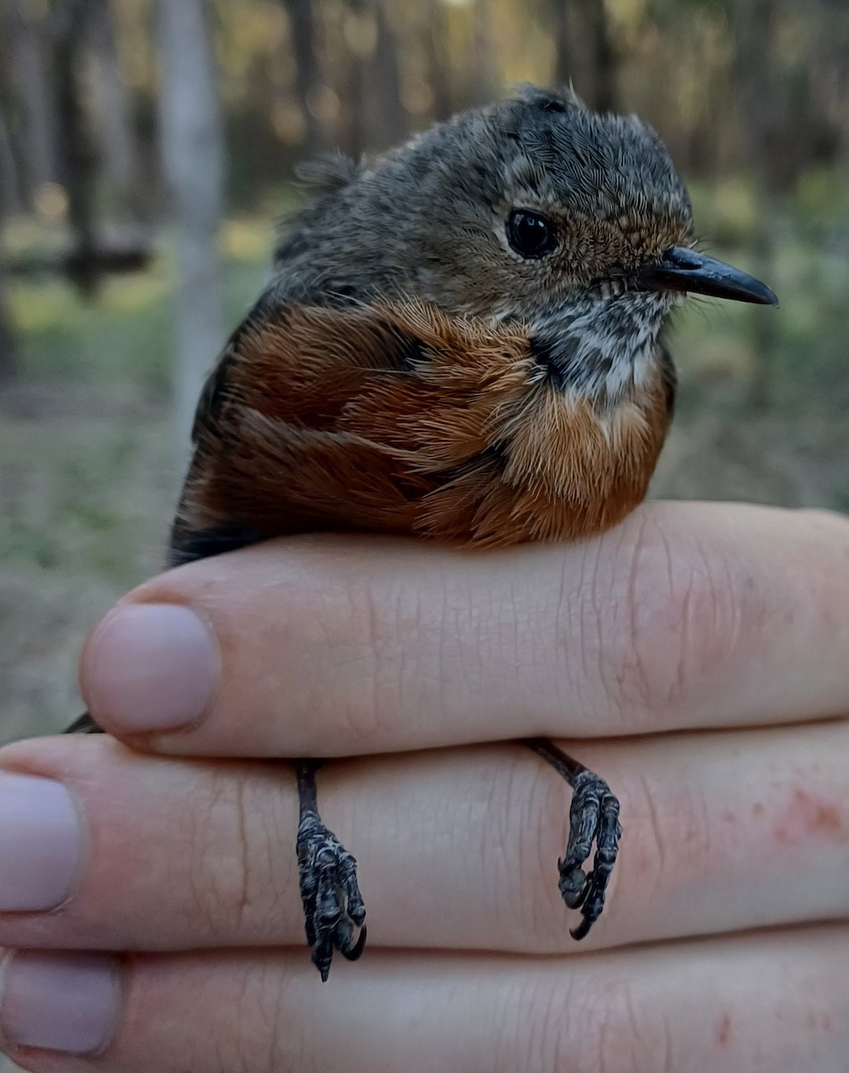 Rockwarbler - ML643405791