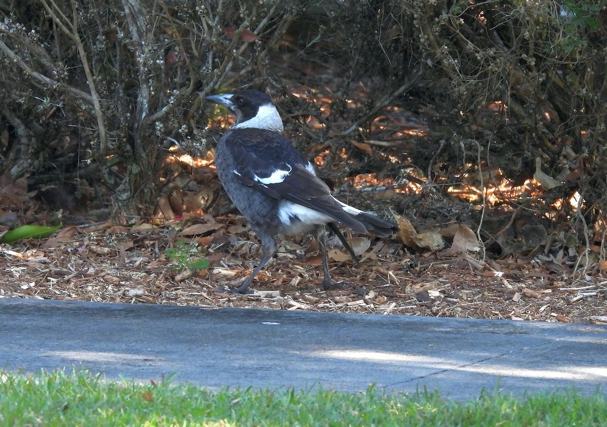 Australian Magpie (Black-backed) - ML643405798