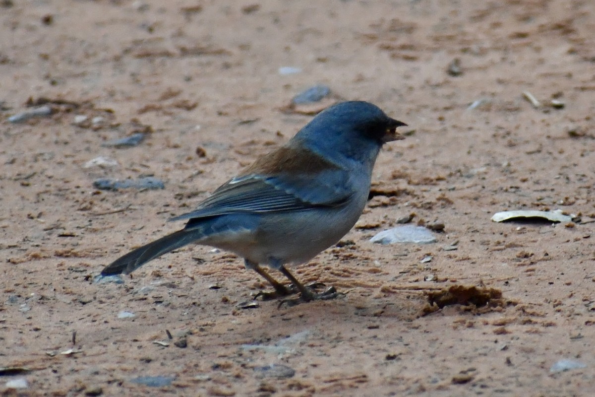 Dark-eyed Junco - ML643405804