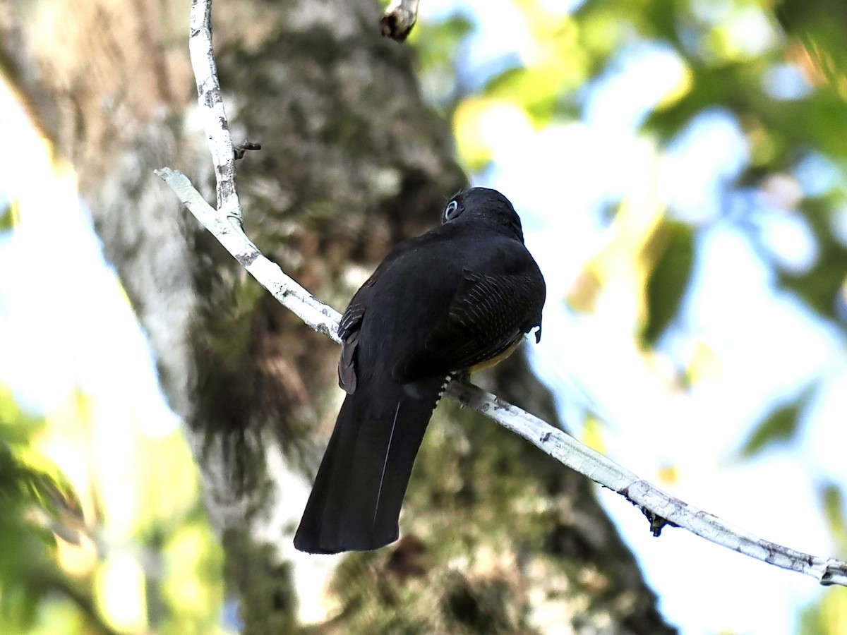 Amazonian Trogon - ML643405822