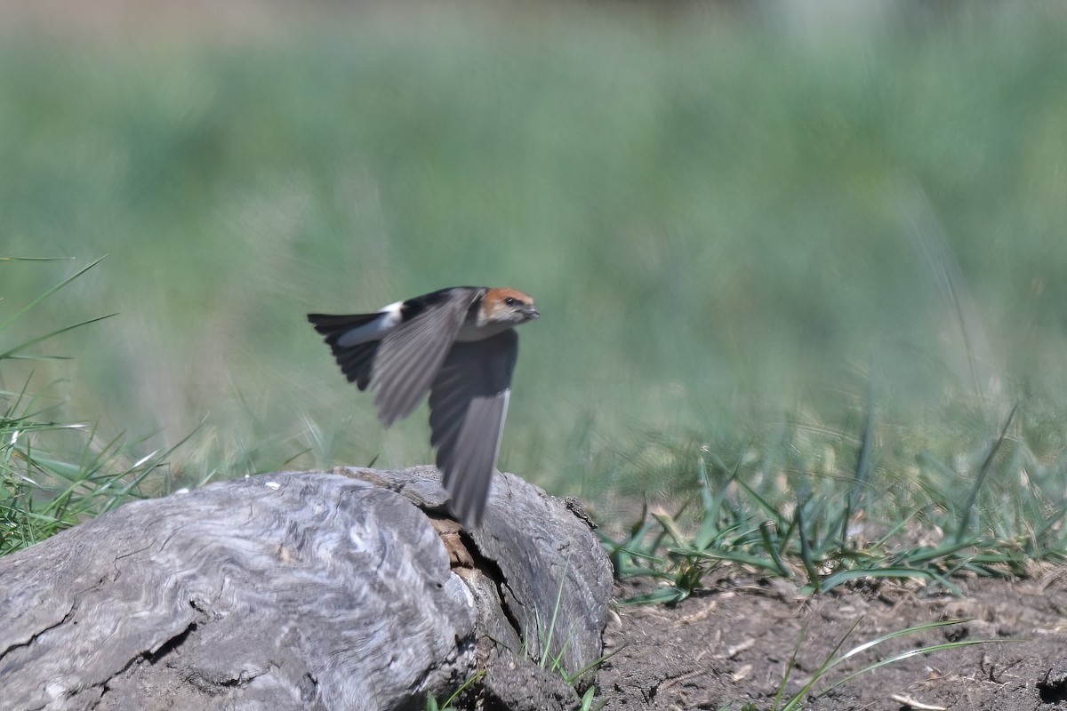 Fairy Martin - ML643405833