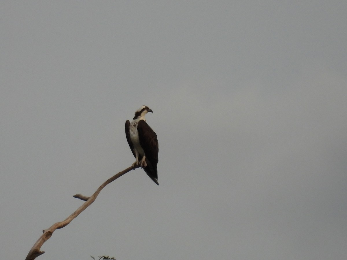 Falco pescatore - ML643405838