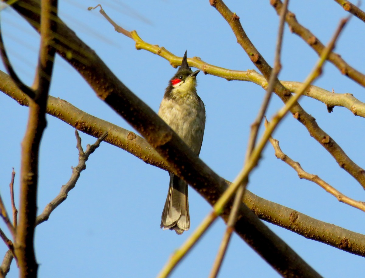 Red-whiskered Bulbul - ML643405858