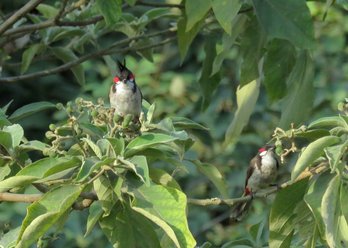 Red-whiskered Bulbul - ML643405882
