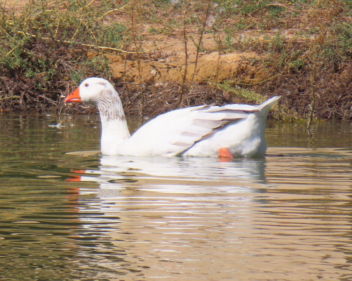 Graylag Goose (Domestic type) - ML643405910