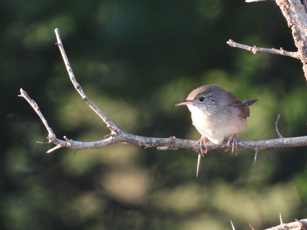 Northern House Wren - ML643405973
