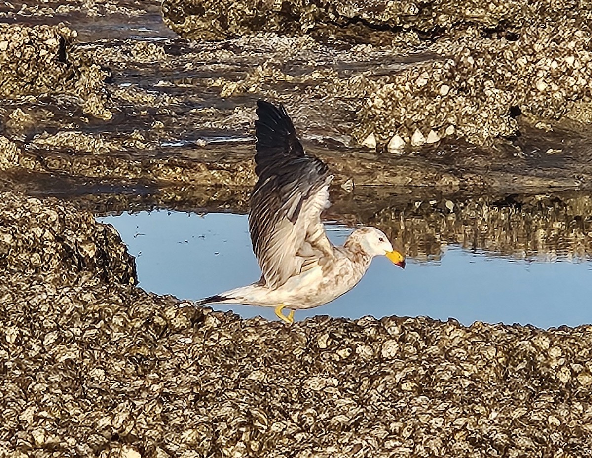 ハシブトカモメ - ML643405978