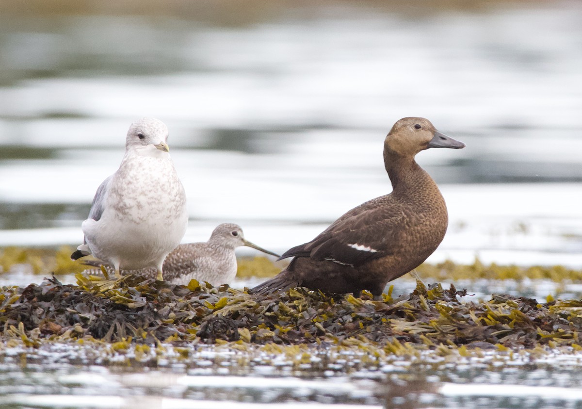 Steller's Eider - ML643405980