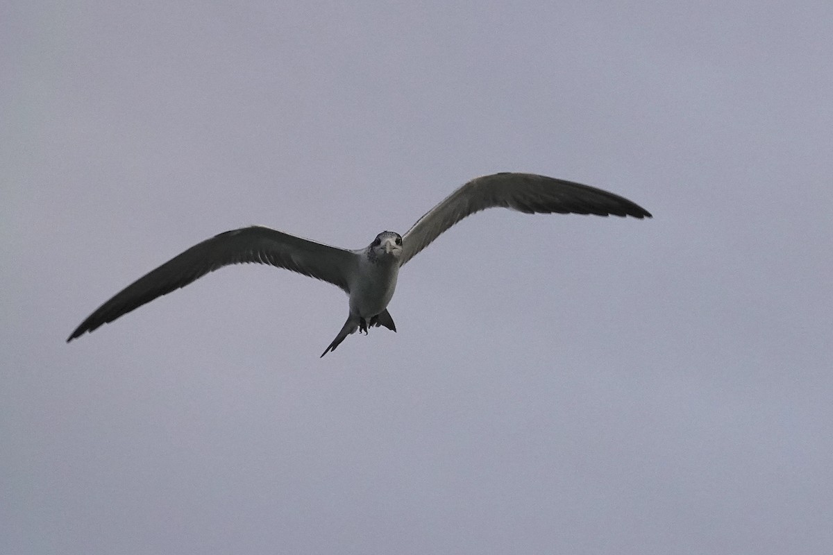 Great Crested Tern - ML643405990
