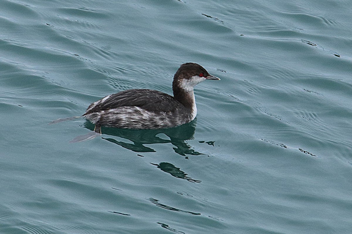 Horned Grebe - ML643406024