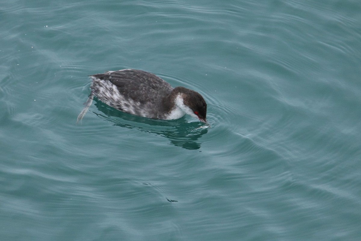 Horned Grebe - ML643406025