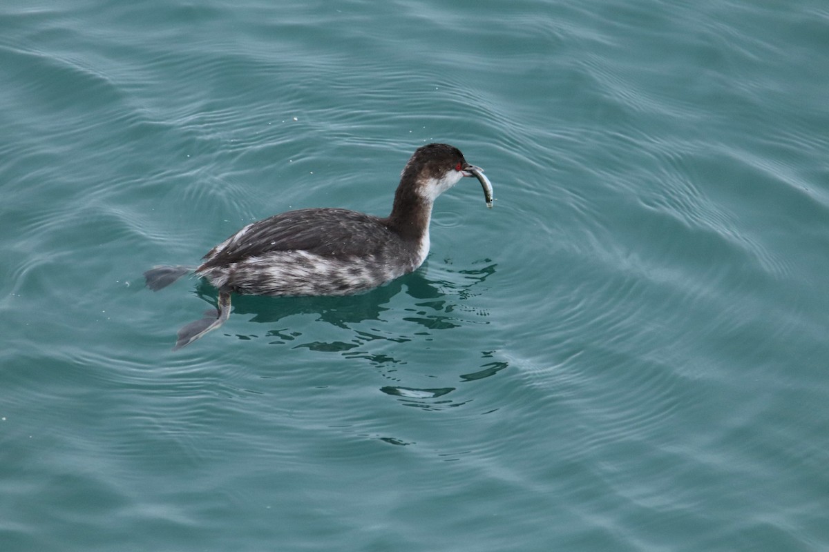 Horned Grebe - ML643406026