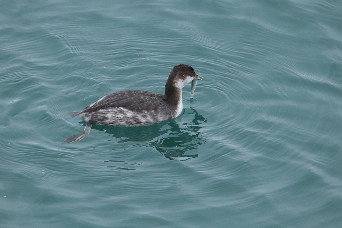Horned Grebe - ML643406027