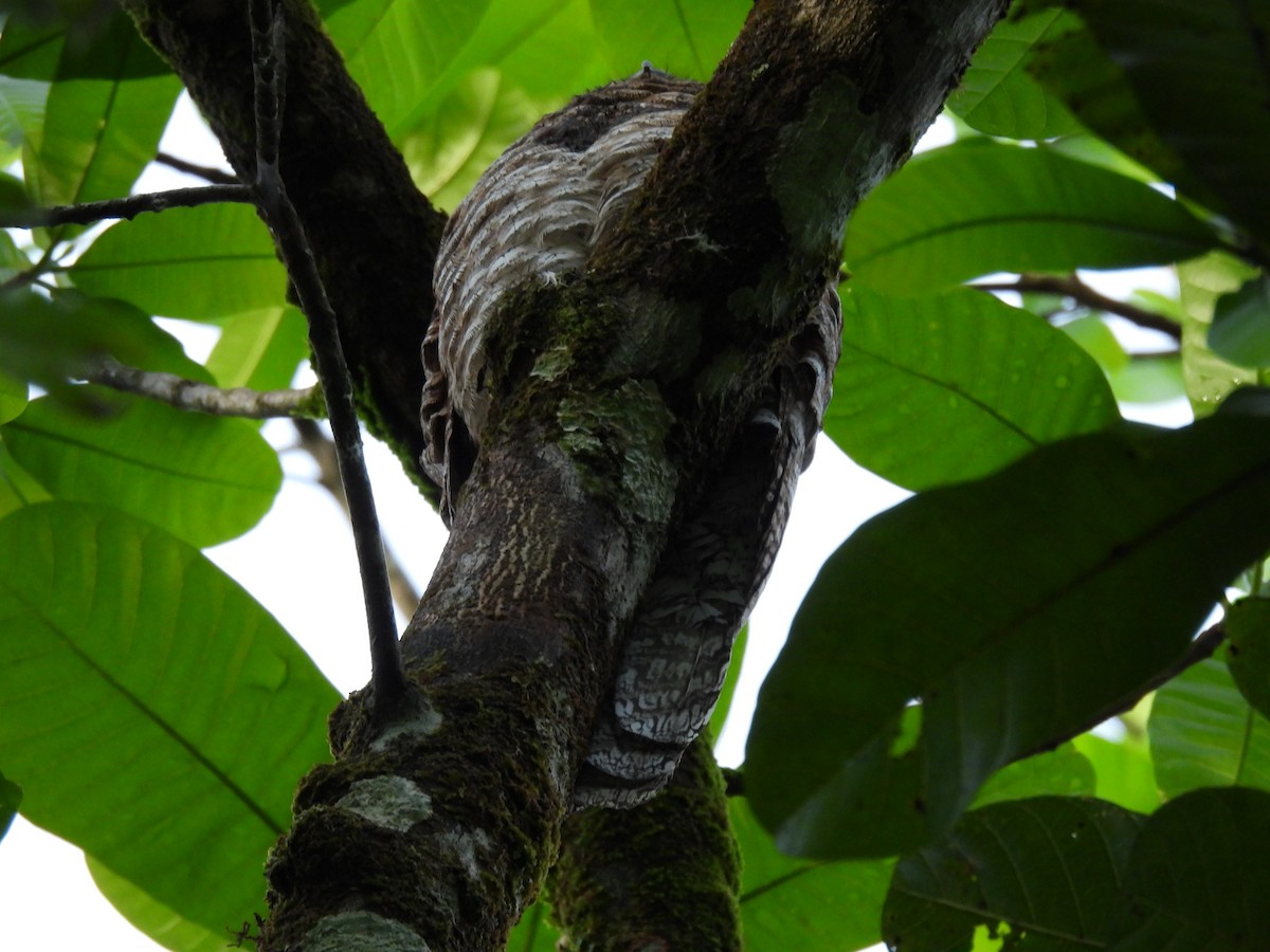 Great Potoo - ML643406077