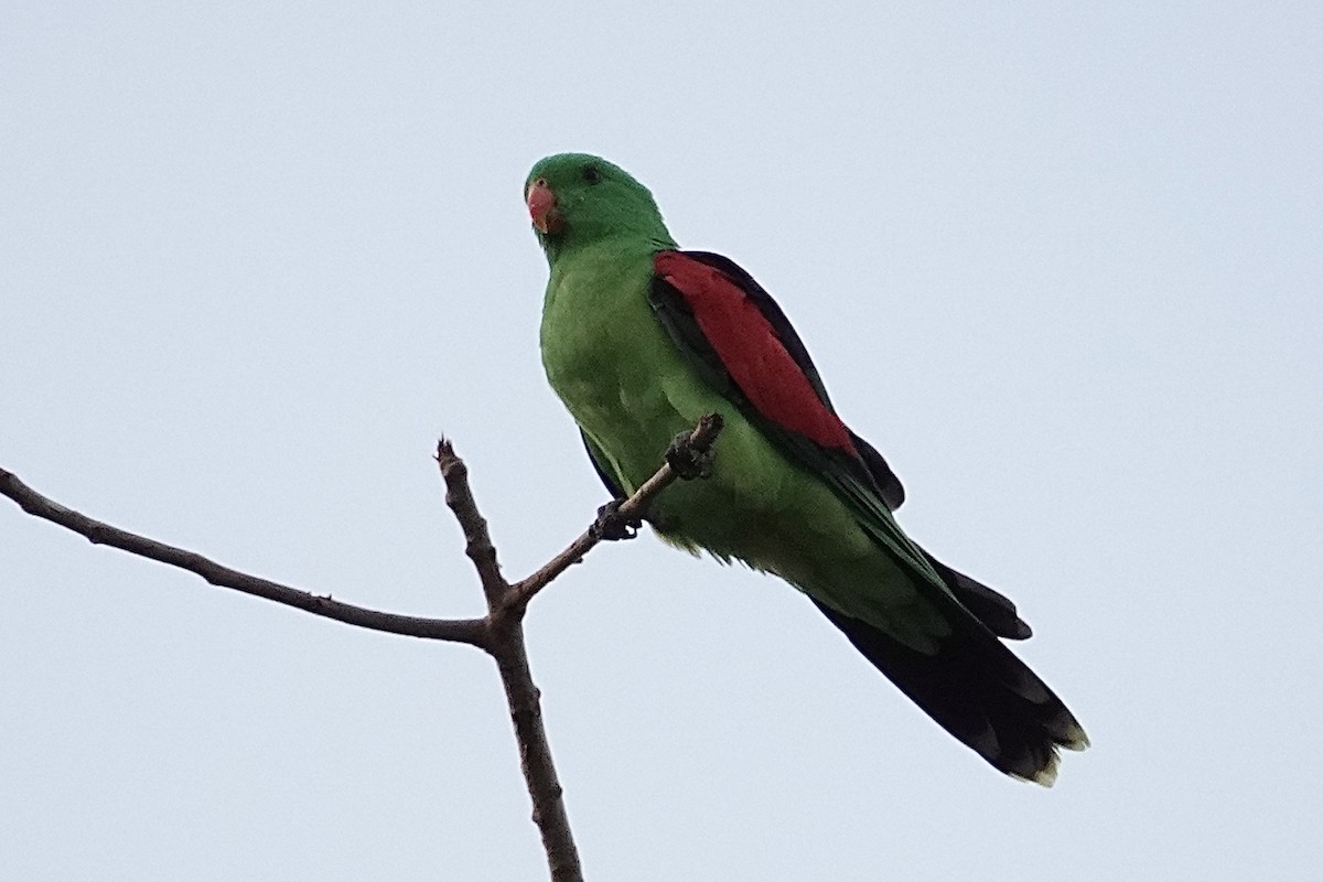 Red-winged Parrot - ML643406099