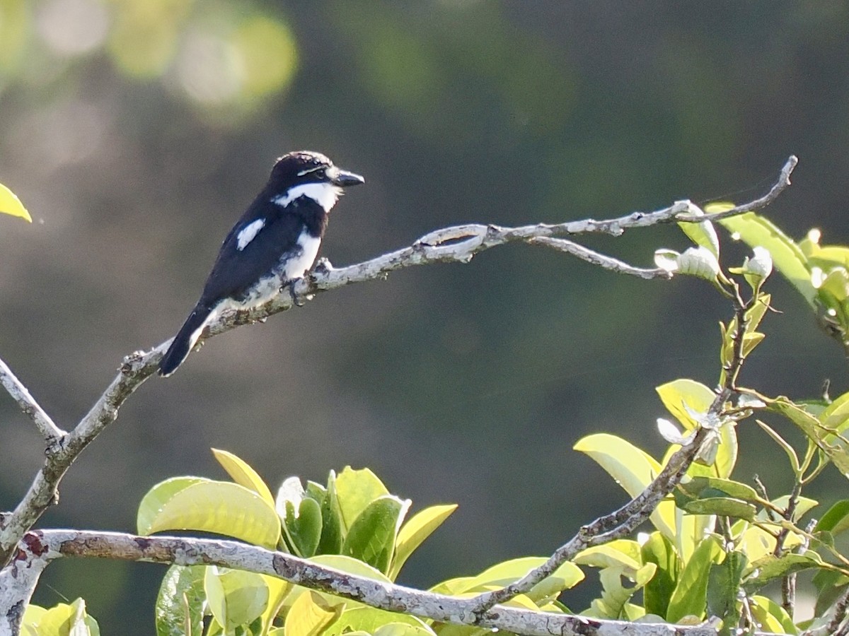 Pied Puffbird - ML643406115