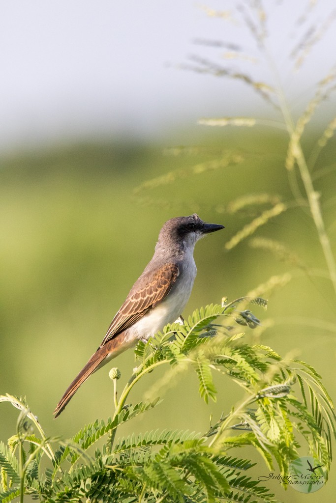 Gray Kingbird - ML643406139