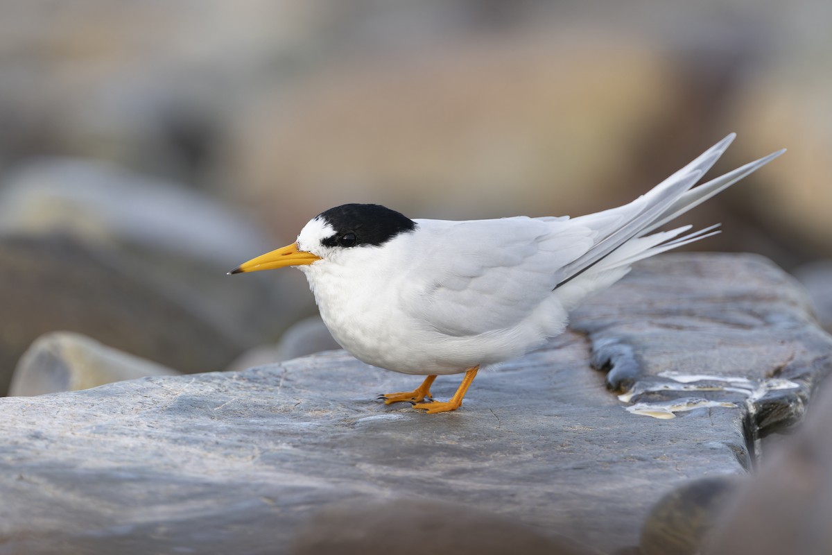 Australian Fairy Tern - ML643406140