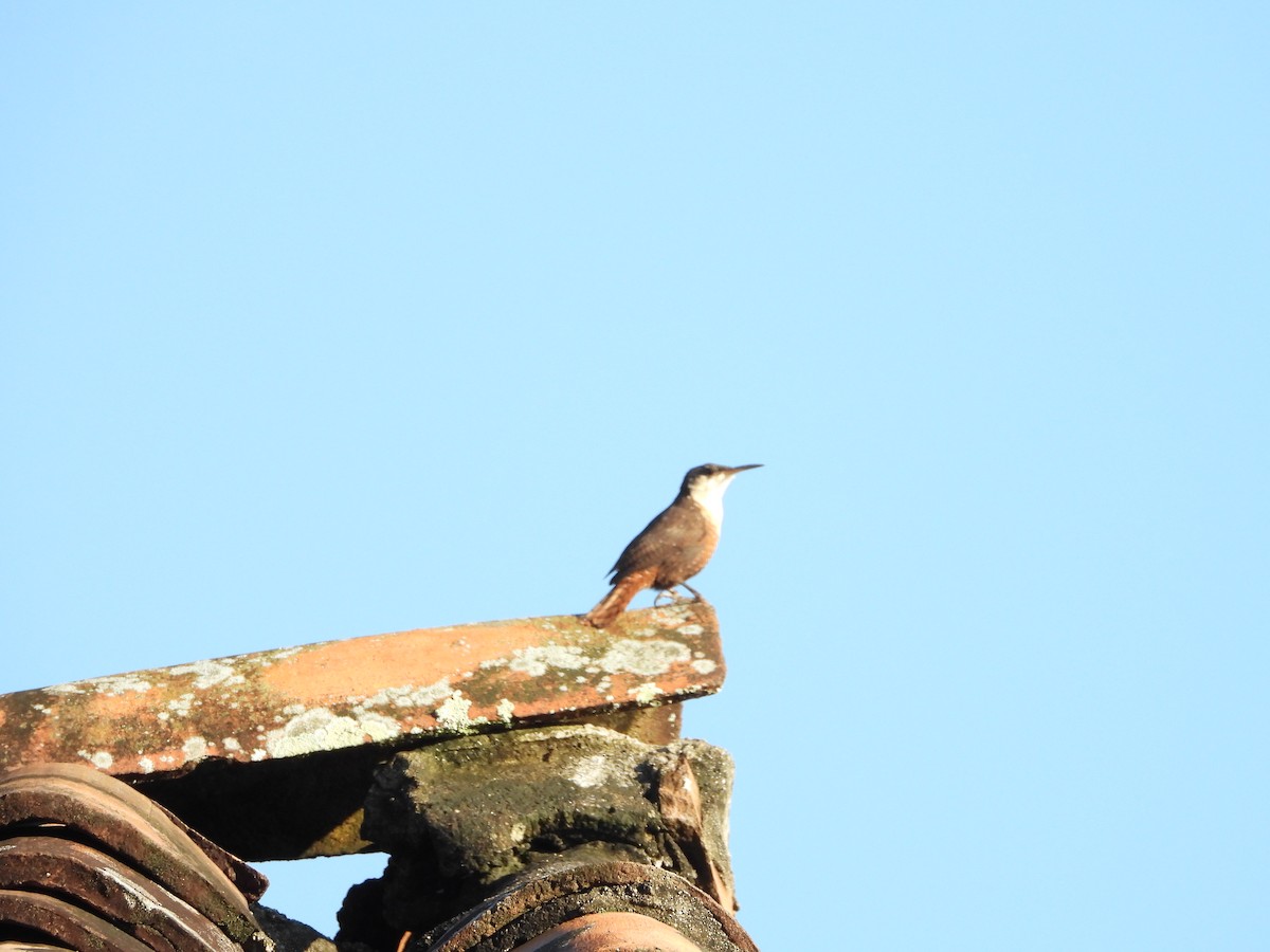 Canyon Wren - ML643406166