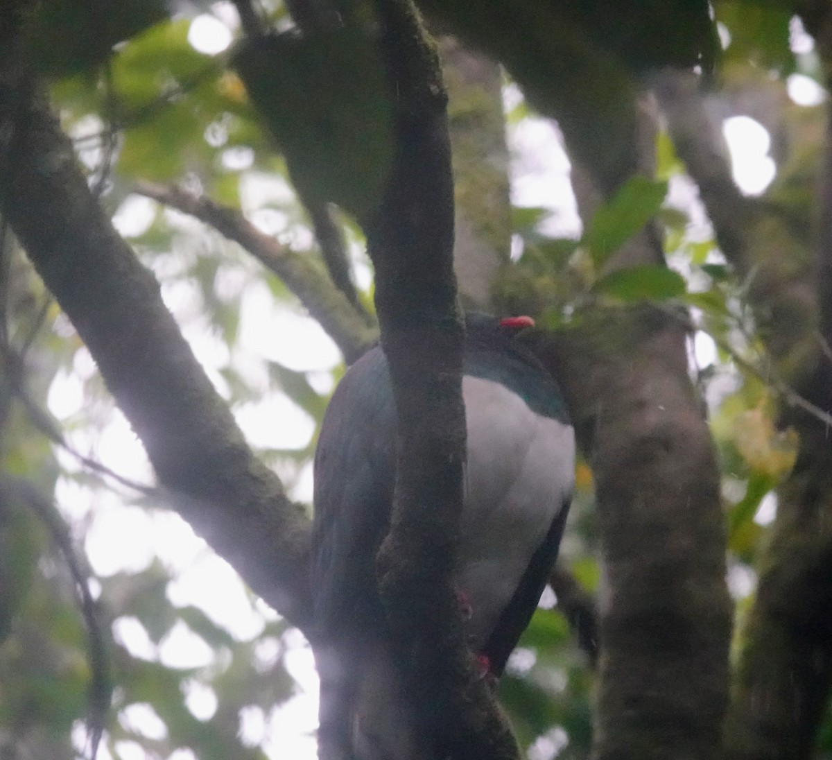 New Zealand Pigeon - ML643406171