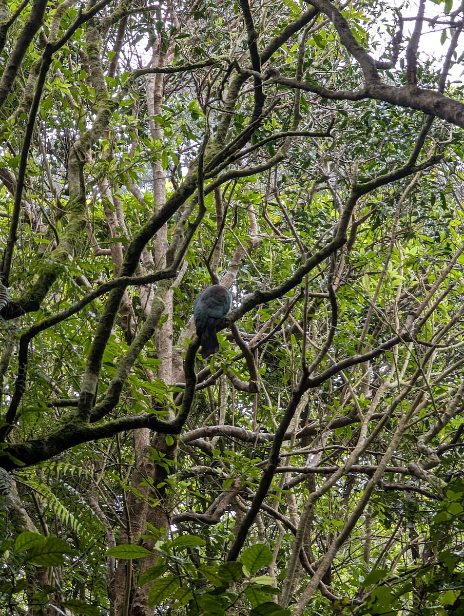 New Zealand Pigeon - ML643406172