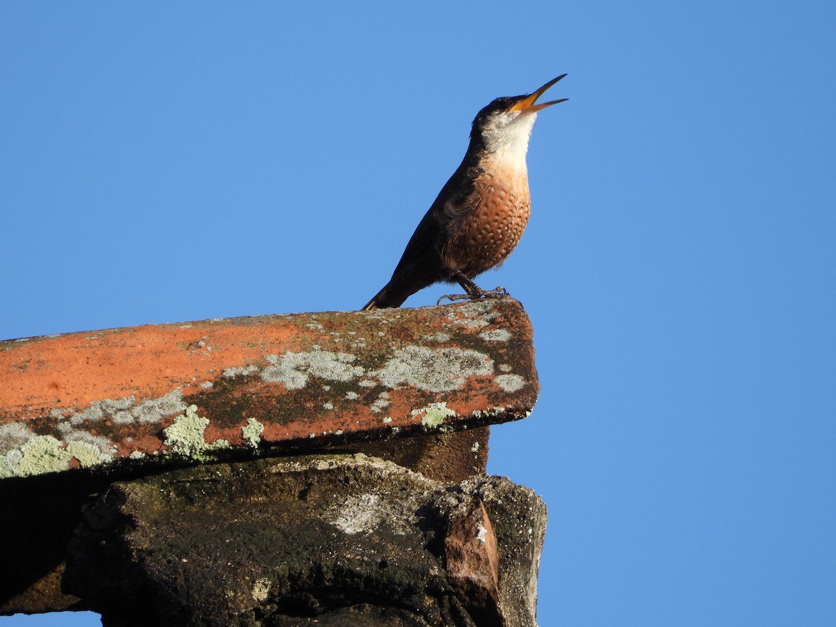 Canyon Wren - ML643406173