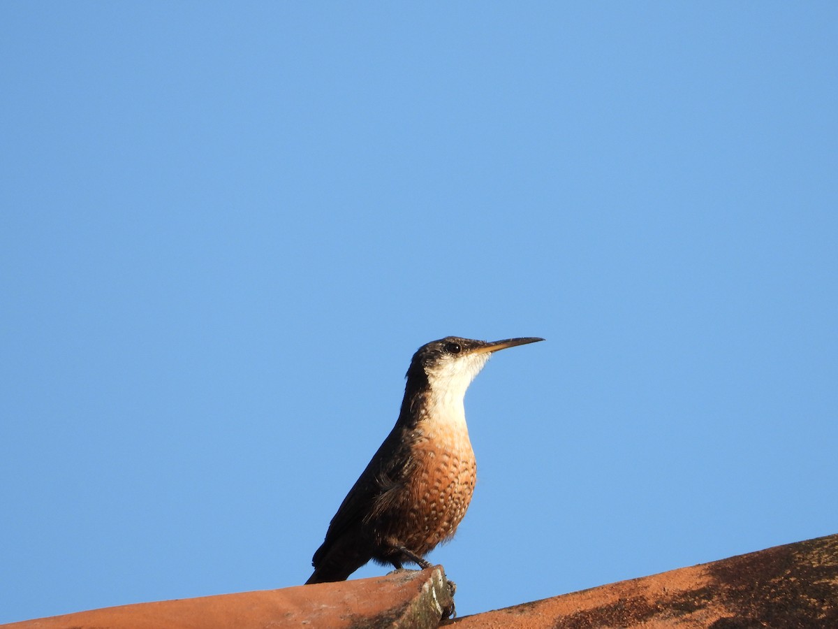 Canyon Wren - ML643406178