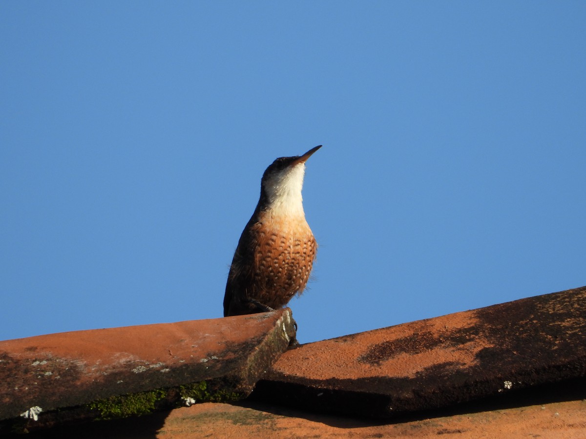 Canyon Wren - ML643406179