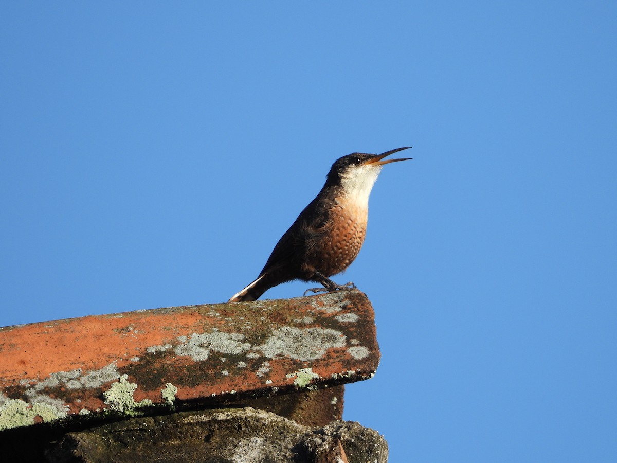 Canyon Wren - ML643406185