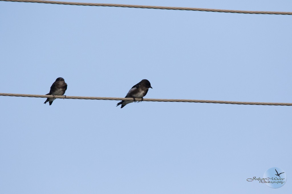 Caribbean Martin - ML643406197