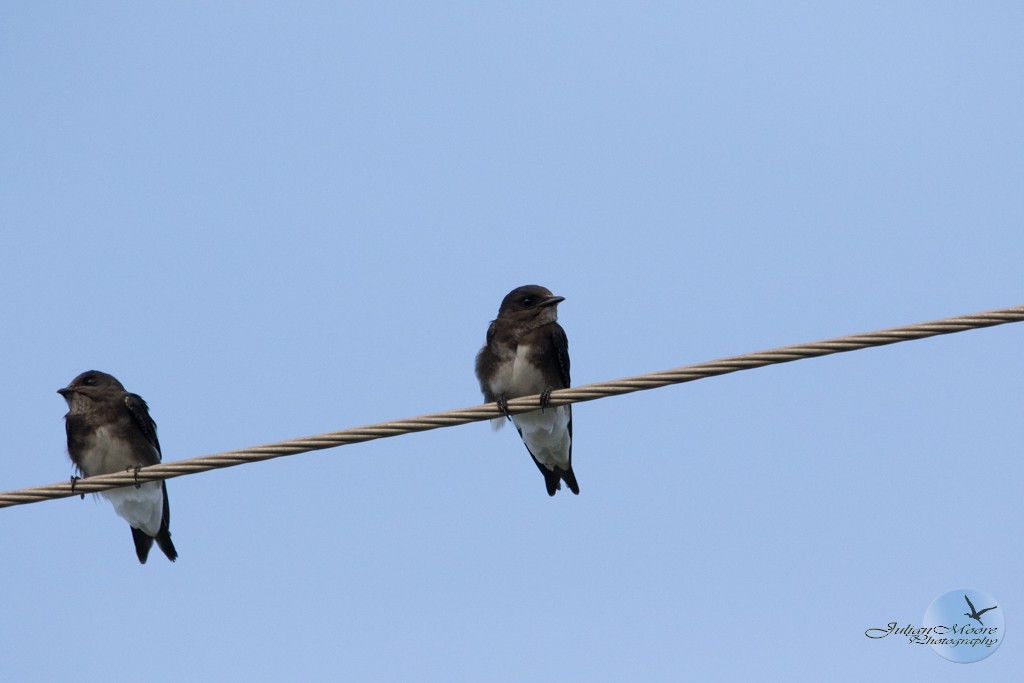 Caribbean Martin - ML643406198