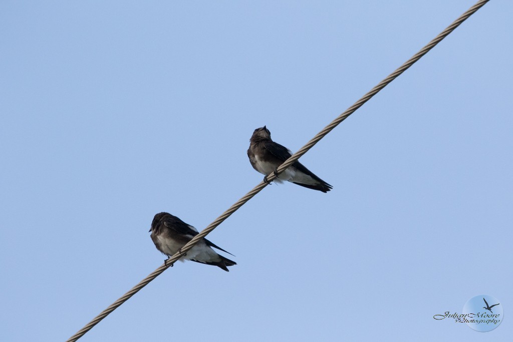 Caribbean Martin - ML643406199