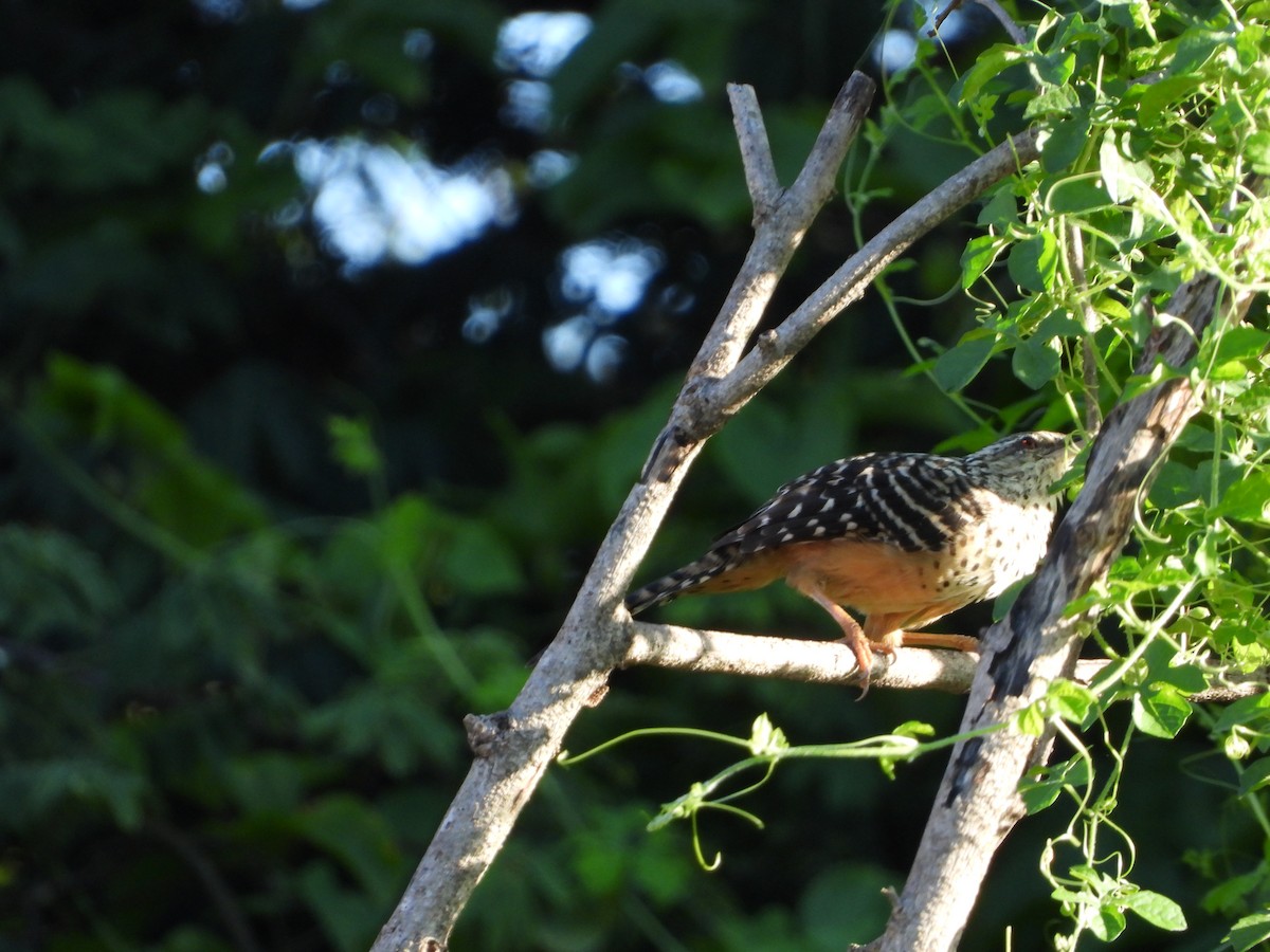 Band-backed Wren - ML643406200