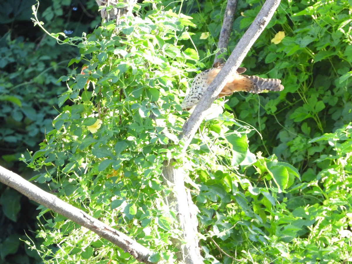 Band-backed Wren - ML643406201