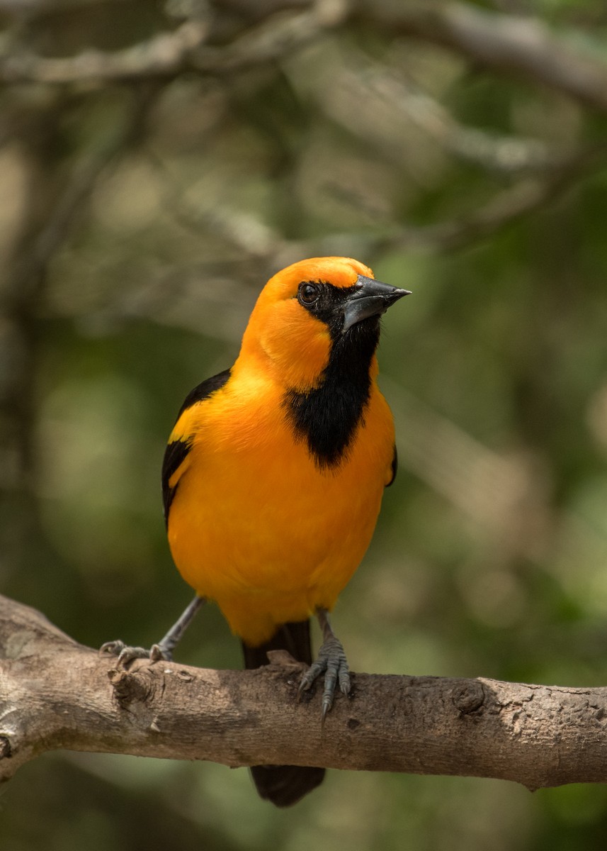Altamira Oriole - ML643406203