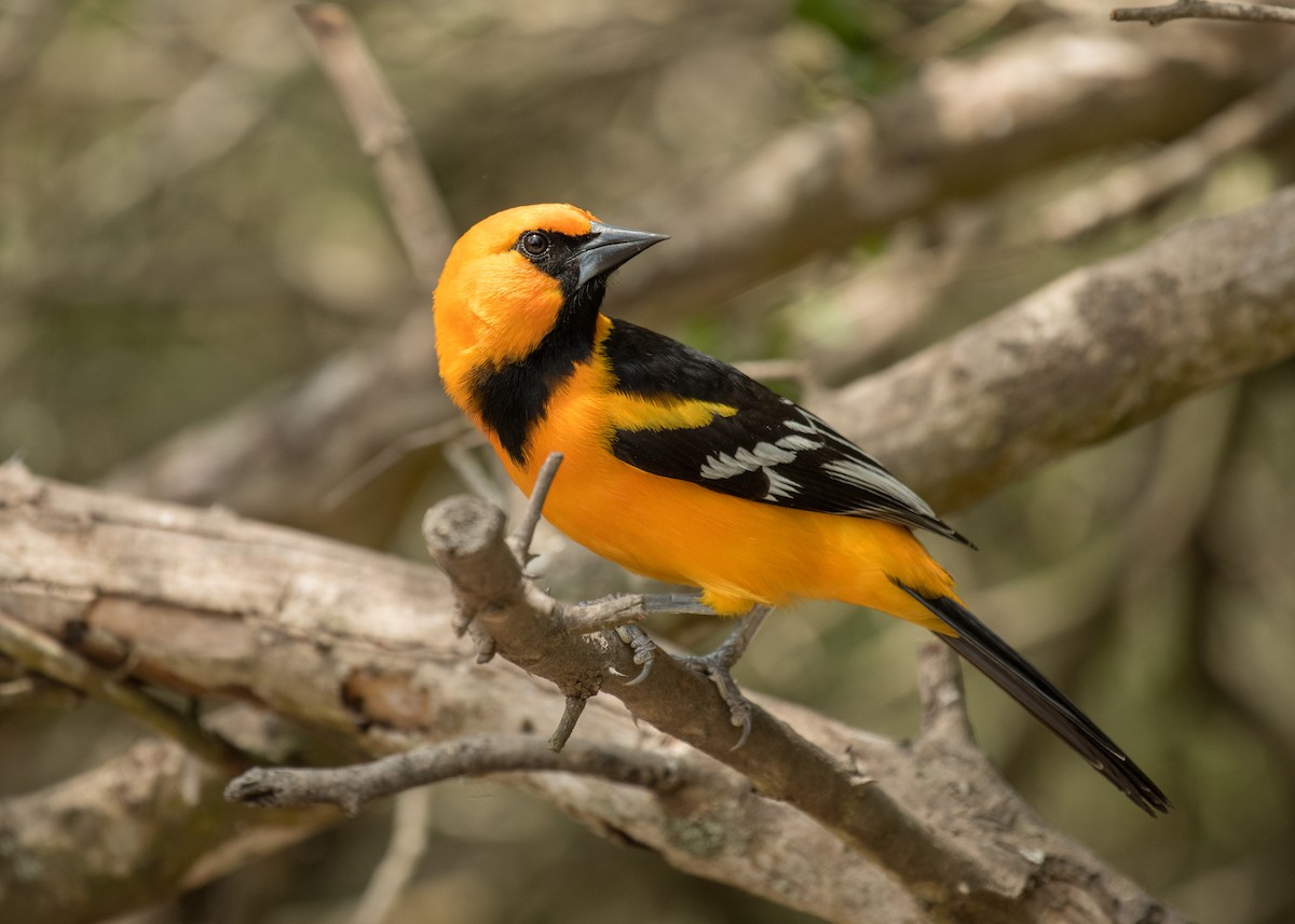 Altamira Oriole - ML643406204