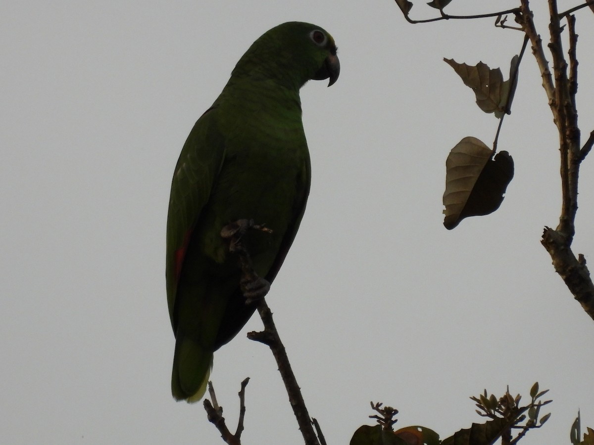 Yellow-crowned Amazon - ML643406214