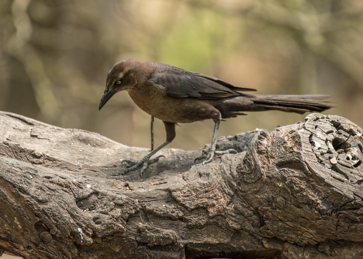 Great-tailed Grackle - ML643406218