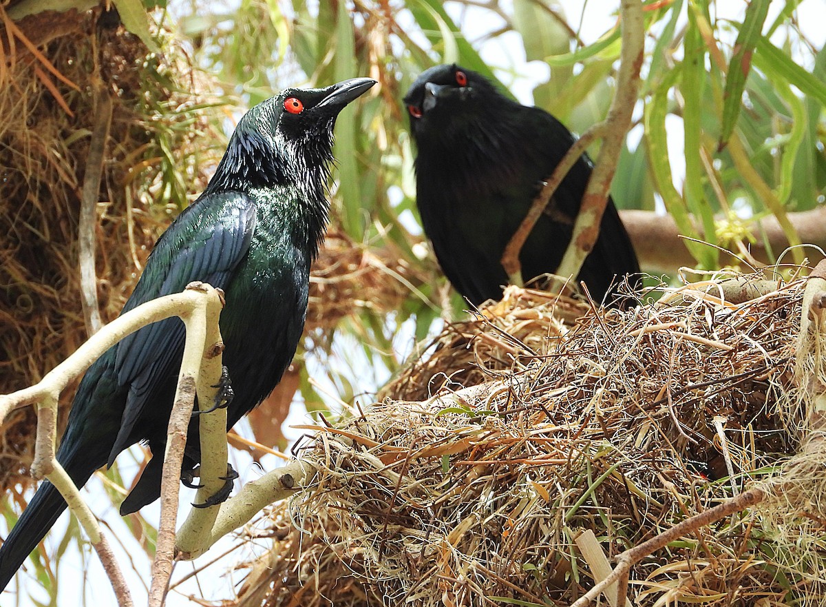 Metallic Starling - ML643406223