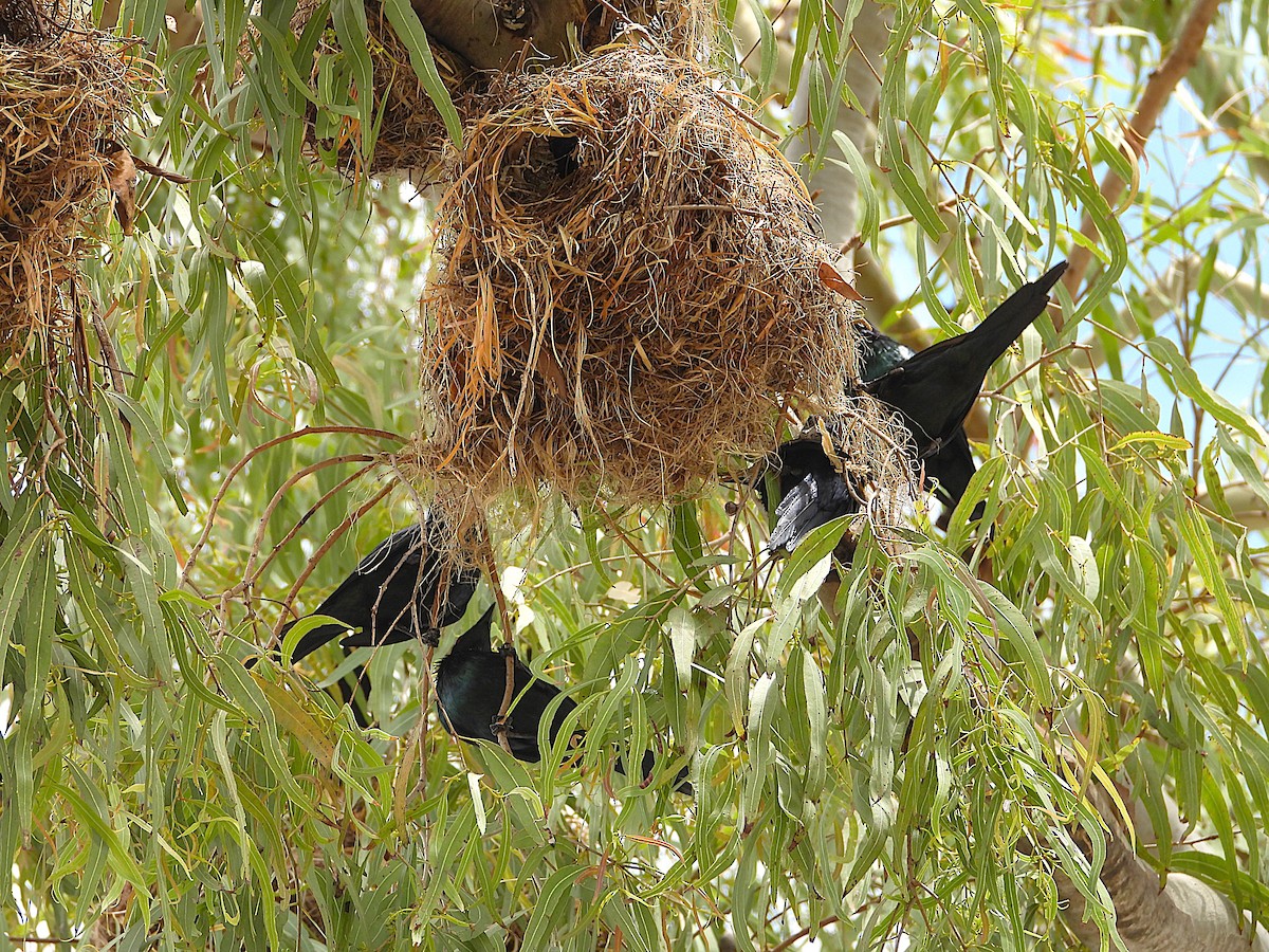 Metallic Starling - ML643406224